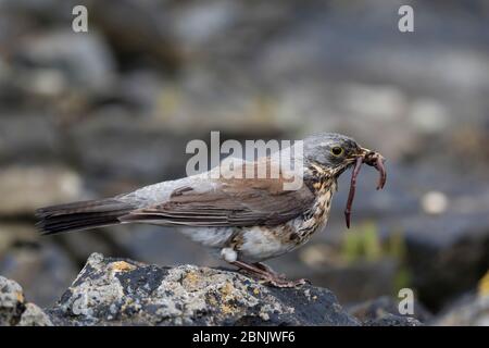 Fieldfare (Turdus pilaris) maschio con vermi e lumache in becco, Isola di Lanan, Arcipelago di Vega, Norvegia giugno Foto Stock