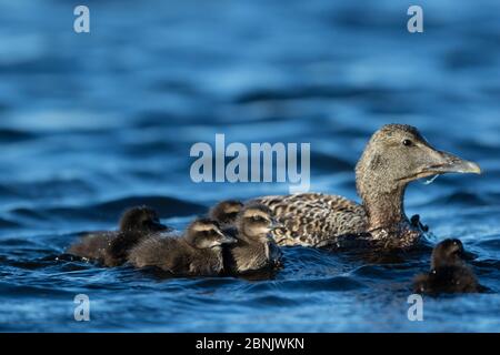 Comune eider (Somateria mollissima) femmina che nuotano in mare con anatroccoli, giù è raccolto dalle anatre selvatiche sull'isola di Lanan, arcipelago di Vega, Norvegia Foto Stock