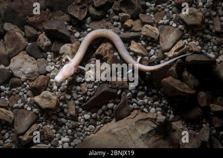 Olm (Proteus anguinus) una specie di salamander di grotta cieca. Captive, Slovenia. Foto Stock