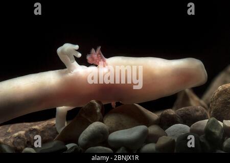 Olm o Proteus (Proteus anguinus) un salamander di grotta cieco. Captive, Slovenia. Foto Stock