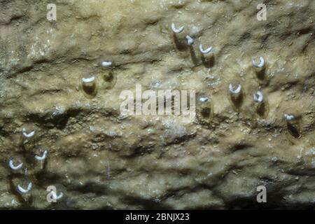 Lo sviluppo di embrioni di Olm (Proteus anguinus) attaccato al lato inferiore di una roccia. Captive presso le grotte di Postumia, Slovenia. Aprile. Foto Stock