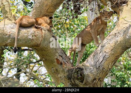 Leone (Panthera leo), femmina e cucciolo, riposante in fico, settore Ishasha, Queen Elizabeth National Park, Uganda, Africa Foto Stock