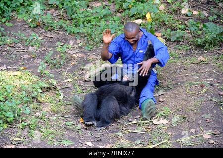 André Bauma, custode che gioca con il giovane orfano gorilla di montagna. Una giovane donna ama essere solletico e fa ridere. (Gorilla beringei beri Foto Stock