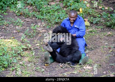 Andre Bauma, custode che gioca con il giovane orfano gorilla di montagna. Una giovane donna ama essere solletico e fa ridere. (Gorilla beringei beri Foto Stock