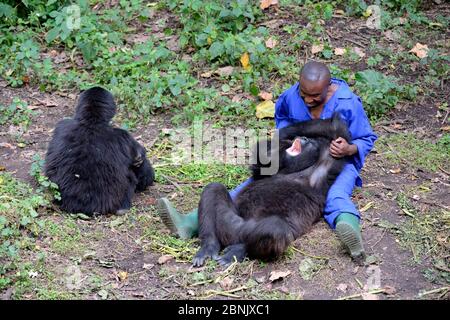 André Bauma, custode che gioca con il giovane orfano gorilla di montagna. Una giovane donna ama essere solletico e fa ridere. (Gorilla beringei beri Foto Stock