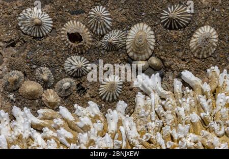 I Barnacles e le limpet occupano spazi vicini ma separati su una riva rocciosa in Australia Foto Stock