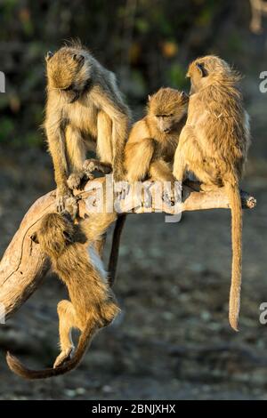 Chacma Baboons (Papio ursinus) giovane gioco, Chobe National Park, Botswana Foto Stock