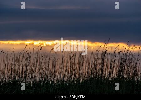 Canne, delta del Danubio, Romania Foto Stock