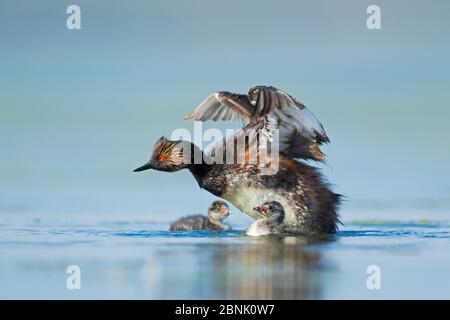 Grebe allevato (Podiceps nigricollis) adulto che batte le ali, due pulcini in acqua, Bowdoin National Wildlife Refuge, Montana, USA Foto Stock