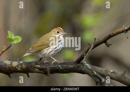 Ovenbird (Seiurus aurocapilla), maschio adulto in primavera, New York, USA Foto Stock