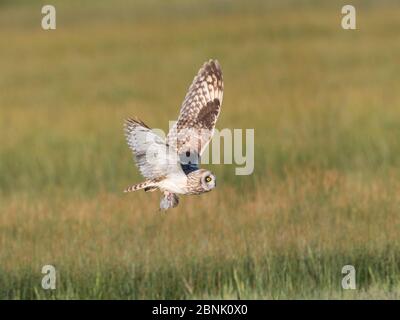 Gufo a corto-orecchie (Asio flammeus) maschio adulto in volo con preda (roditore) nei suoi talloni, Utah settentrionale, USA, maggio. Foto Stock