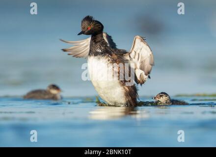 I grebes arati (Podiceps nigricollis), gli adulti che battono le ali, due pulcini in acqua nelle vicinanze, il Bowdoin National Wildlife Refuge, Montana, USA Foto Stock