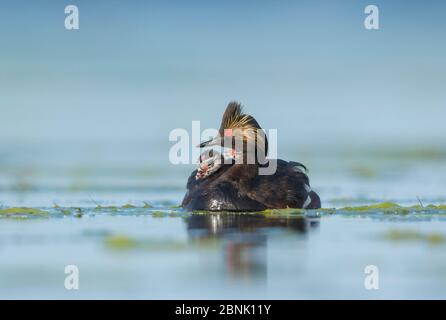 I grebes allevati (Podiceps nigricollis), adulti con due pulcini che cavalcano sulla schiena, Bowdoin National Wildlife Refuge, Montana, USA Foto Stock