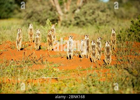 Meerkats (Suricata suricatta) Comportamento sentinella, il Kalahari, Sud Africa. Foto Stock