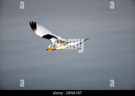 Fiore bianco (albicipite Vanellus) che vola con le ali visibili, Kruger National Park, Sudafrica; Foto Stock