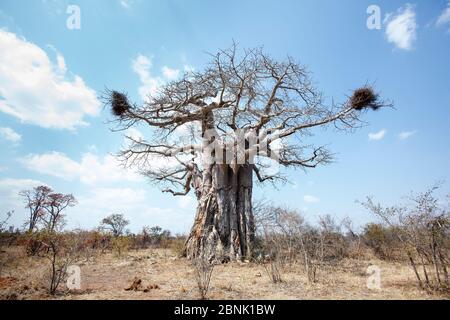 Albero di Baobab (Adansonia digitata), Parco Nazionale di Kruger, Provincia di Limpopo, Sudafrica, nidi di Buffalo Weaver, Foto Stock