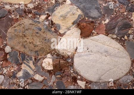 Primo piano del conglomerato calcareo di Leesburg con le formazioni rocciose della contea di Frederick, Maryland, USA. Dal periodo Triassico. Foto Stock