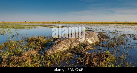 Coccodrillo del Nilo (Crocodylus niloticus) enorme animale che giace in acque poco profonde, fotografato da una piccola barca utilizzando una pole cam, fiume Chobe Botswana. Foto Stock