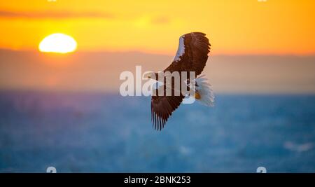 L'aquila di mare di Steller (Haliaeetus pelagicus), l'uccello solistico vola sul paesaggio ghiacciato con una bellissima alba, Giappone Foto Stock