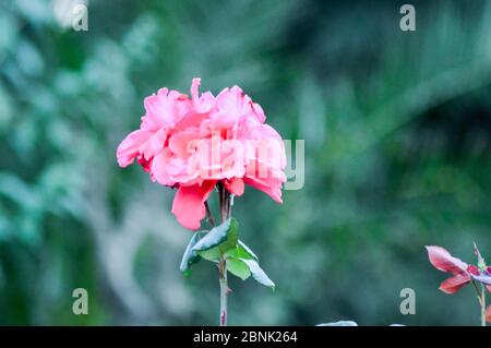 Belle rose rosse nel giardino estivo. Primo piano rosa e gemme su sfondo verde. Giardino fiorito nel giardino botanico. Concetto di ora estiva. Foto Stock