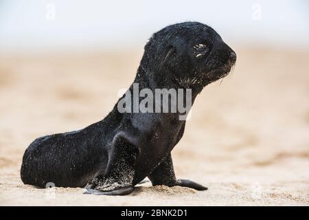 Foca da pelliccia sudafricana (Arctocephalus pusillus pusillus) cuccia sulla spiaggia di Walvis Bay Namibia. Foto Stock