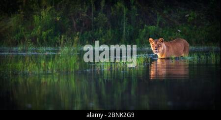 Lionessa (Panthera leo) che tenta di attraversare un canale ampio, Okavango Delta, Botswana. Foto Stock