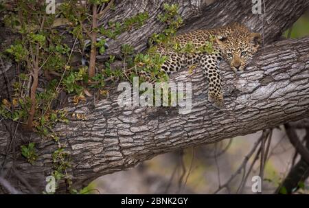 Leopardo (Panthera pardus) cucciolo sdraiato in un albero, Greater Kruger National Park, Sudafrica. Foto Stock