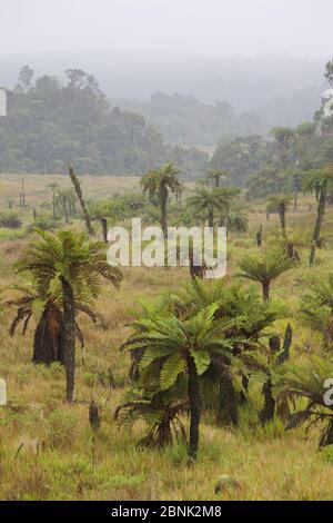 Felci di alberi (Dicksonia) e praterie alpine a Tari Gap, Papua Nuova Guinea. Foto Stock