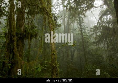 Montane habitat foresta pluviale montagne Arfak (a 2000 m di altitudine) Papua occidentale, Nuova Guinea. Foto Stock