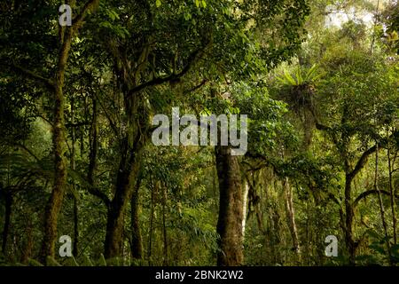 Montane habitat foresta pluviale montagne Arfak (a 2000 m di altitudine) Papua occidentale, Nuova Guinea. Foto Stock