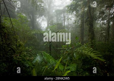 Montane habitat foresta pluviale montagne Arfak (a 2000 m di altitudine) Papua occidentale, Nuova Guinea. Foto Stock