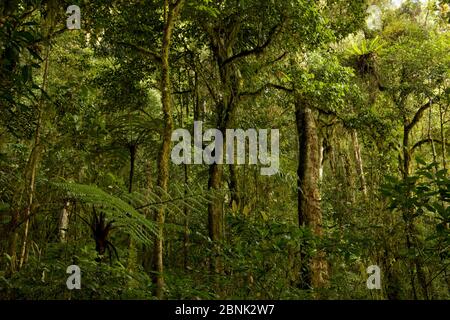 Montane habitat foresta pluviale montagne Arfak (a 2000 m di altitudine) Papua occidentale, Nuova Guinea. Foto Stock