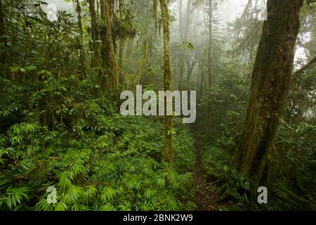 Montane habitat foresta pluviale montagne Arfak (a 2000 m di altitudine) Papua occidentale, Nuova Guinea. Foto Stock