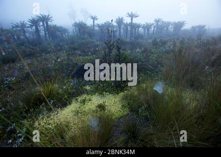Foresta di felci d'albero (Dicksonia) e prateria alpina in nebbia di mattina presto. Vicino al lago Habbema, alle montagne Jayawijaya, Nuova Guinea. Giugno 2010 Foto Stock