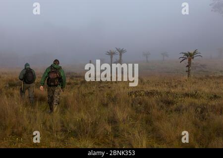 Uccello del paradiso ricercatore Edwin Scholes e indonesiano guida Untu camminare attraverso la nebbia mattutina verso una foresta di felci d'albero (Dicksonia) dal lago Habbema, Ja Foto Stock