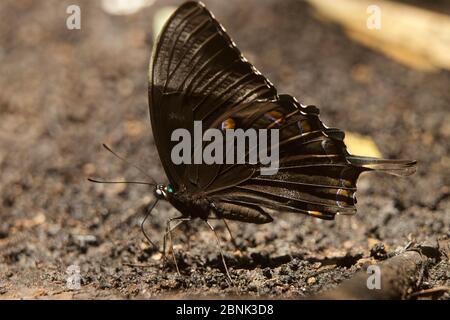 Coda di paludi verde mare (Papilio lorquinianus) che puddling sul terreno. Papua Nuova Guinea, novembre. Foto Stock