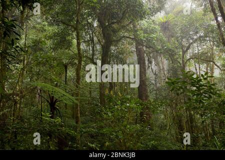 Alberi ricoperti di muschio nella foresta pluviale montana, montagne Arfak, Papua Nuova Guinea. Agosto 2009. Foto Stock