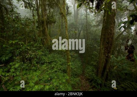 Alberi ricoperti di muschio nella foresta pluviale montana, montagne Arfak, Papua Nuova Guinea. Agosto 2009. Foto Stock