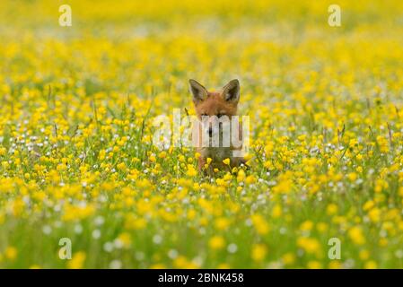 Volpe rossa (Vulpes vulpes) cub di 8 settimane in piedi nel campo di buttercups, Kent, UK maggio Foto Stock