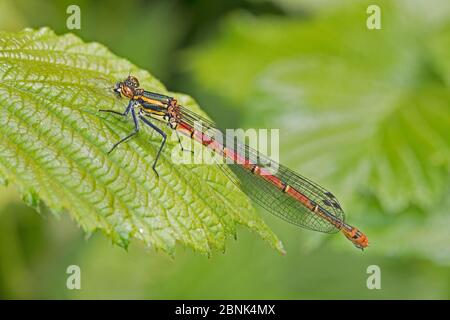 Grande damselfly rosso (Pyrhosoma nymphula) su foglia di bramble Brockley Cemetery, Lewisham, Londra. Maggio Foto Stock