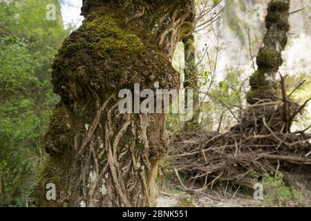 Corteccia di un vecchio pioppo nero (Populus nigra) Oppedette Canyon, Provenza, Francia, aprile 2016. Foto Stock