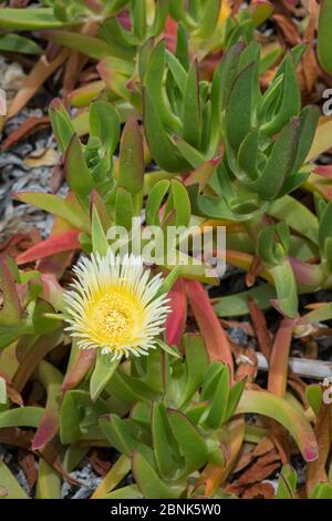 Hottentot fico (Carpobrotus edulis) in fiore, la Gomer, Isole Canarie Foto Stock