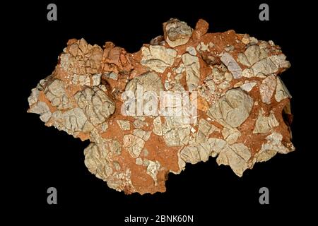 Conglomerato calcareo di Leesburg dalla contea di Frederick, Maryland, Stati Uniti. È costituito da frammenti di calcare Paleozoico inferiore, calcare dolomitico, quarzit Foto Stock