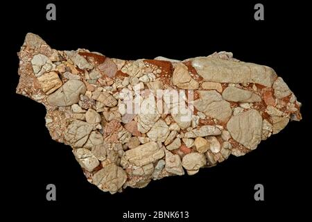 Conglomerato calcareo di Leesburg dalla contea di Frederick, Maryland, Stati Uniti. È costituito da frammenti di calcare Paleozoico inferiore, calcare dolomitico, quarzit Foto Stock