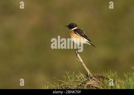 Siberian stonechat (Saxicola maurus) maschio arroccato, Oman, febbraio Foto Stock