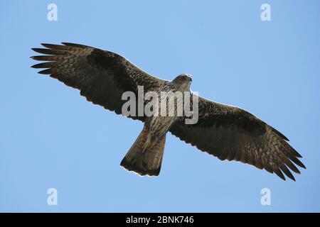 Aquila di Bonelli (Aquila fasciata) adulto in volo, Oman, novembre Foto Stock