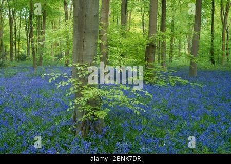 Bluebells fiorente in Beech Woodland, Westwoods, Wiltshire, Inghilterra, Regno Unito. Maggio 2015. Foto Stock