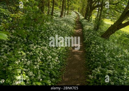 Sentiero attraverso l'aglio selvaggio / Ramsons (Allium ursinum) fioritura in Faggio bosco, Petersfield, Hampshire, Inghilterra, Regno Unito. Maggio 2015. Foto Stock