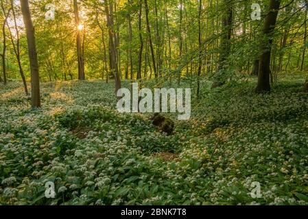 L'aglio selvatico (Allium ursinum) fiorente nel bosco di faggio, Petersfield, Hampshire, Inghilterra, Regno Unito. Maggio 2016. Foto Stock