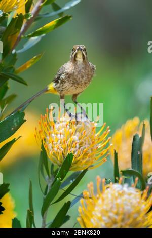 Cape sugarbird (Promerops cafer) su Pincushion protea (leucospermum sp) nel Regno di Cape Floral, Città del Capo, Sud Africa. Endemico. Foto Stock